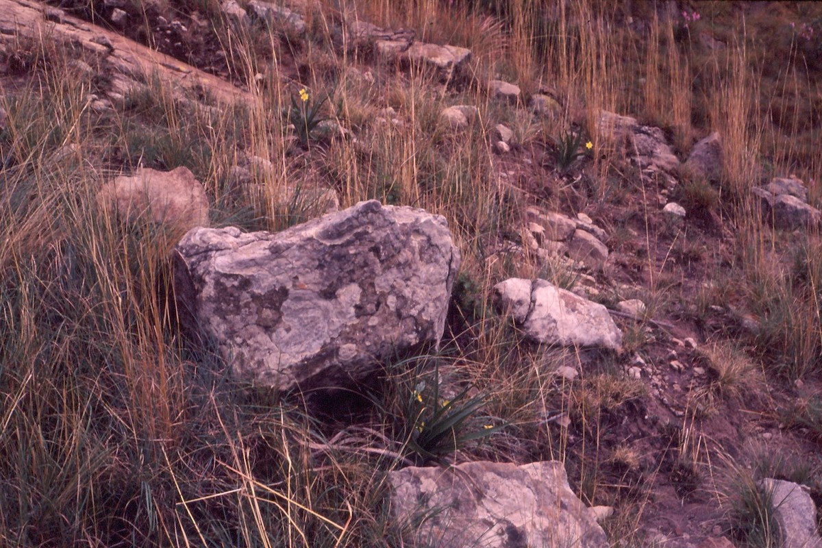 Зулусская каменка - ML619716254