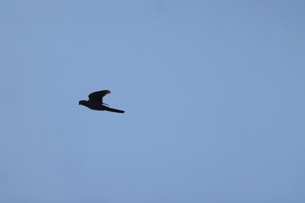 Yellow-tailed Black-Cockatoo - ML619716262