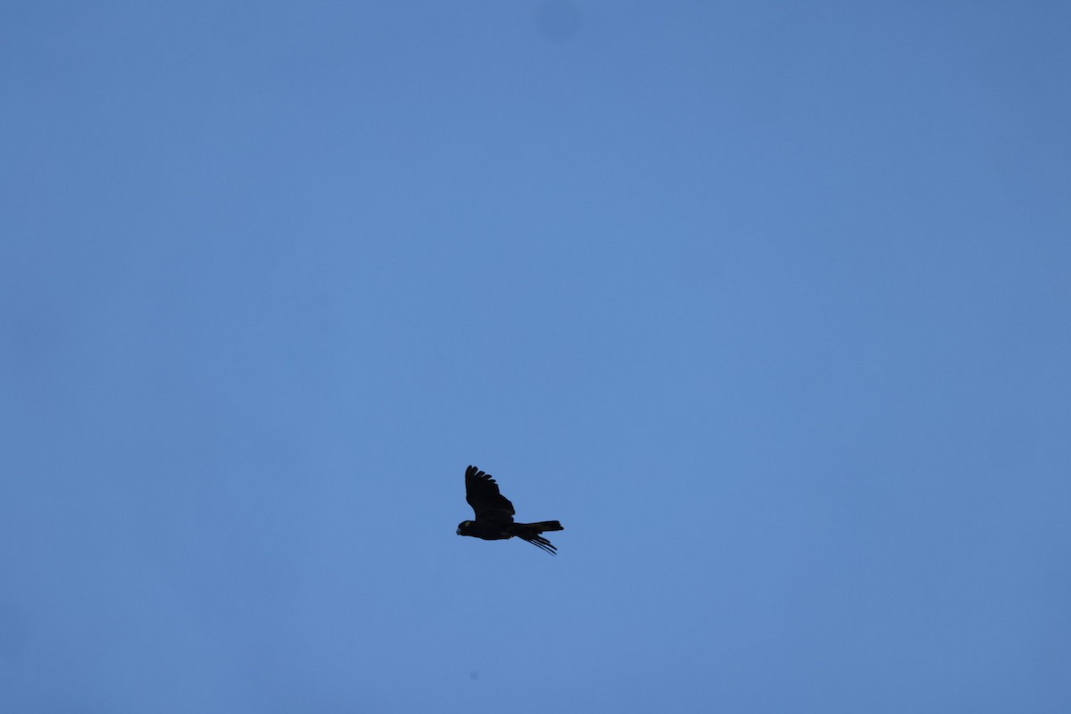 Yellow-tailed Black-Cockatoo - ML619716263