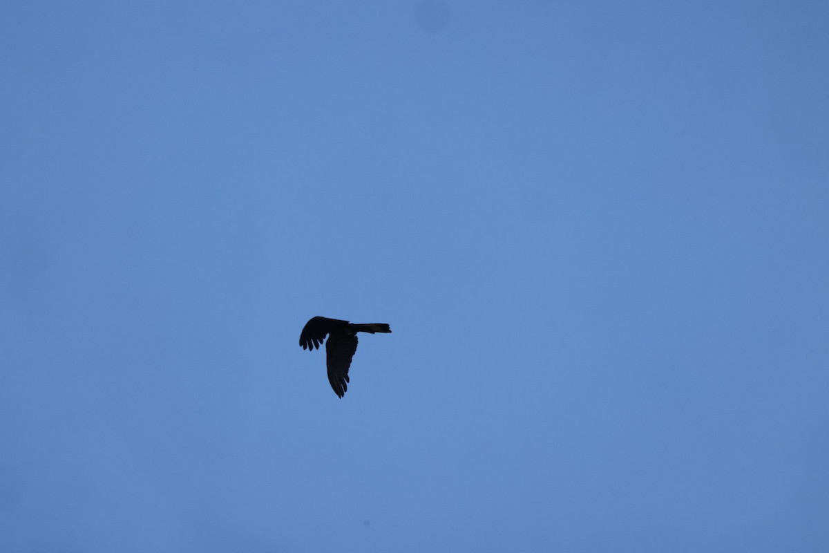 Yellow-tailed Black-Cockatoo - ML619716264