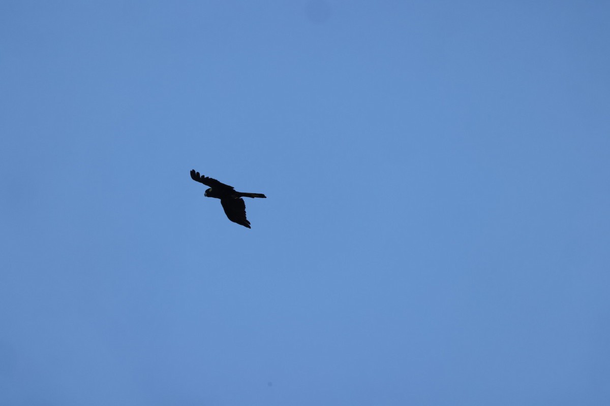 Yellow-tailed Black-Cockatoo - ML619716265