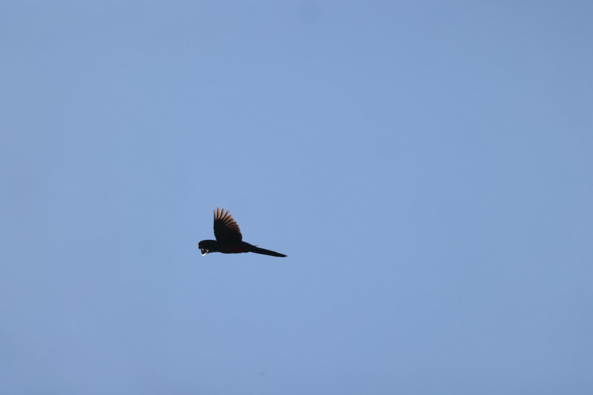 Yellow-tailed Black-Cockatoo - ML619716266