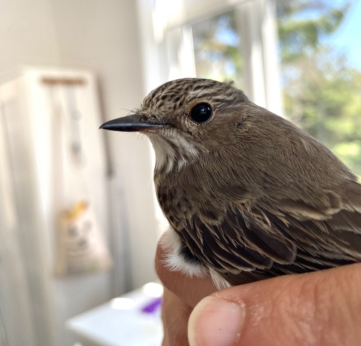 Spotted Flycatcher (Spotted) - ML619716295