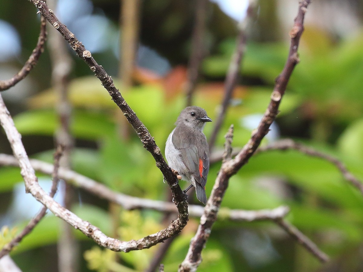 Ashy Flowerpecker - ML619716297