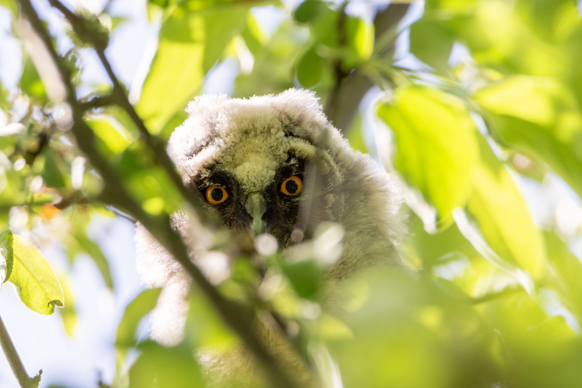 Long-eared Owl - ML619716357