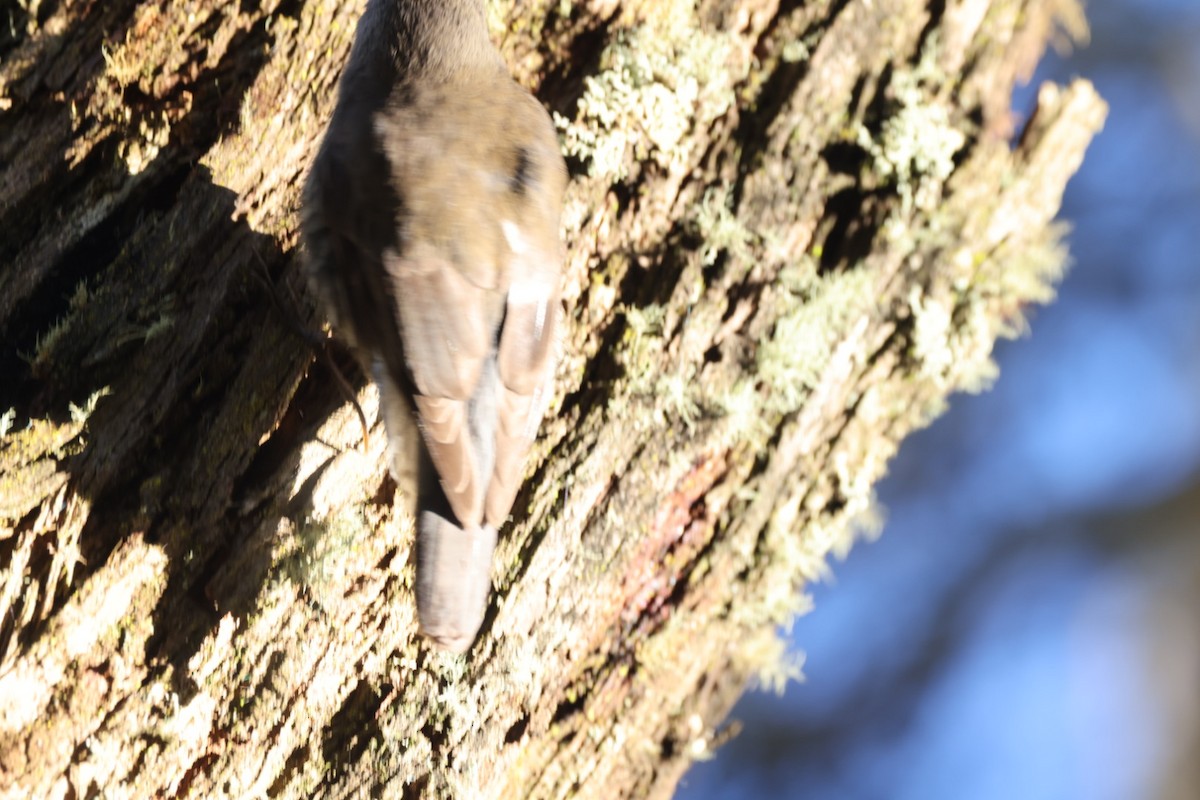 White-throated Treecreeper - ML619716394