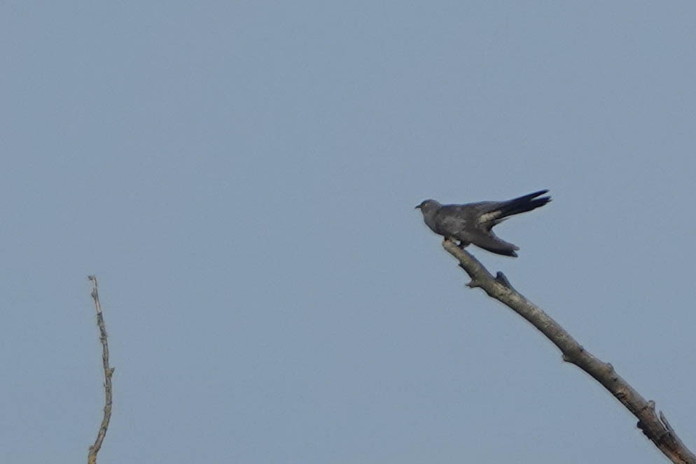 Common Cuckoo - ML619716423