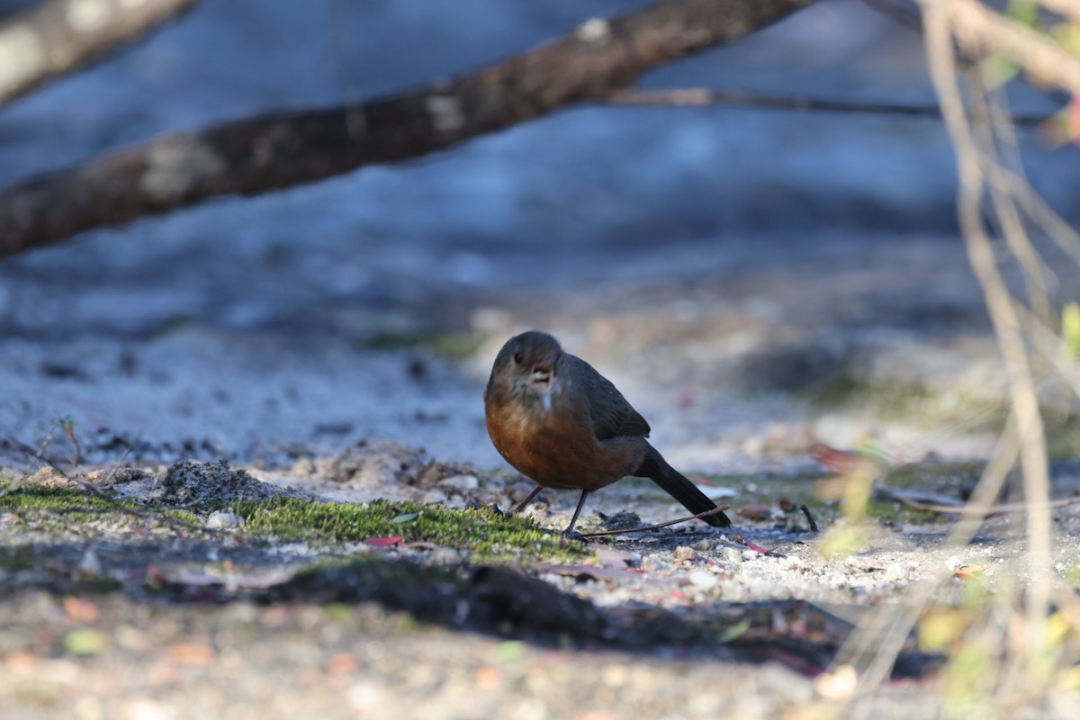 Rockwarbler - ML619716432