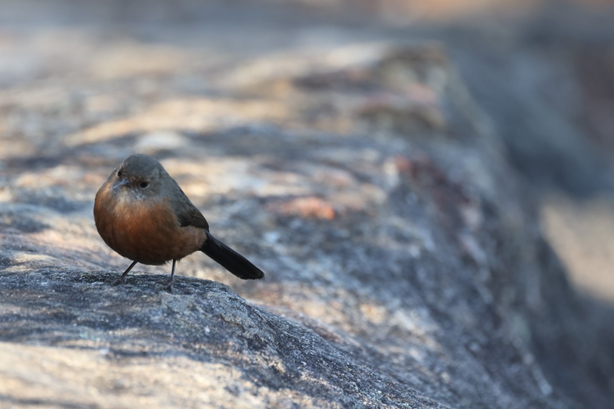 Rockwarbler - ML619716435