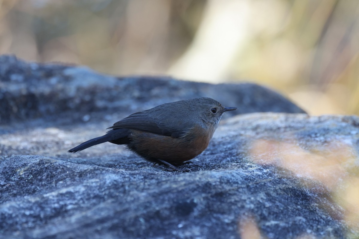 Rockwarbler - ML619716438