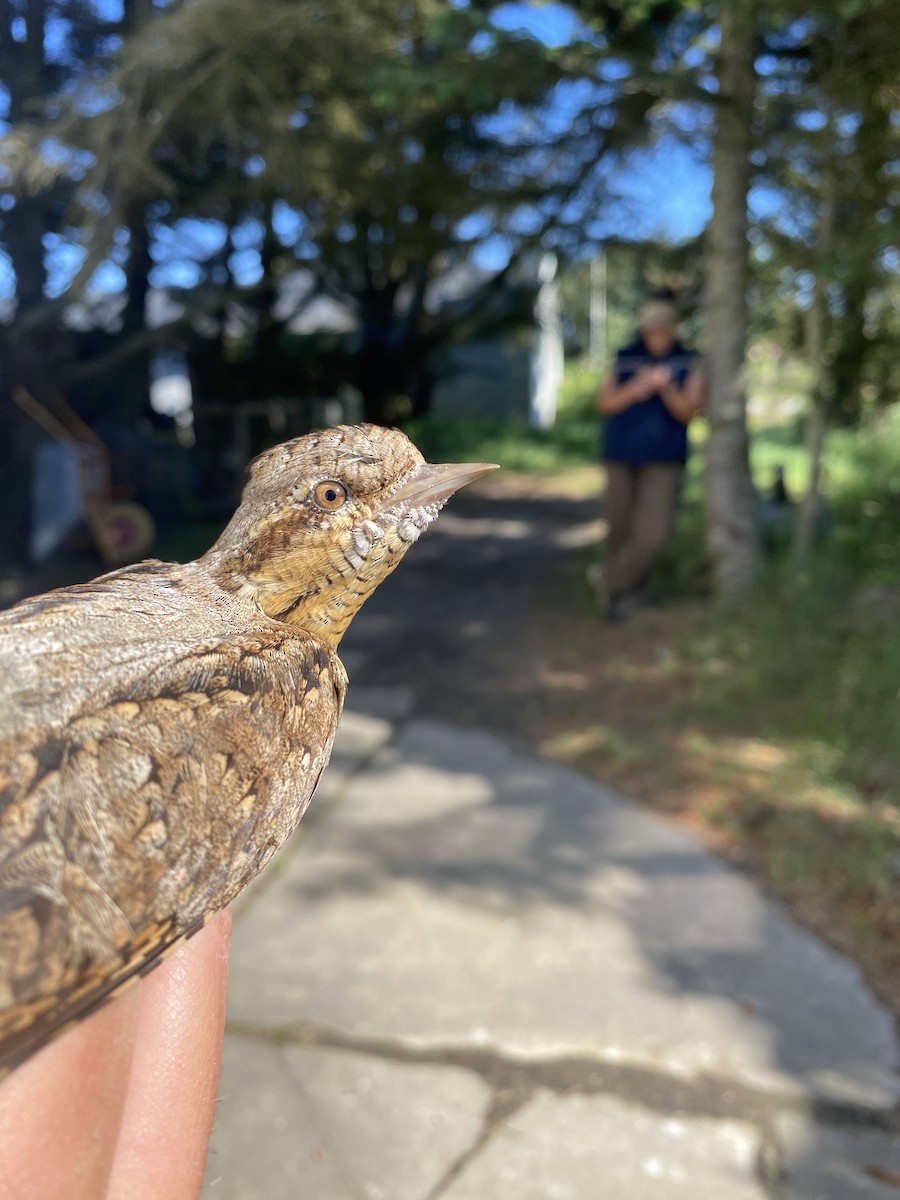 Eurasian Wryneck - ML619716445