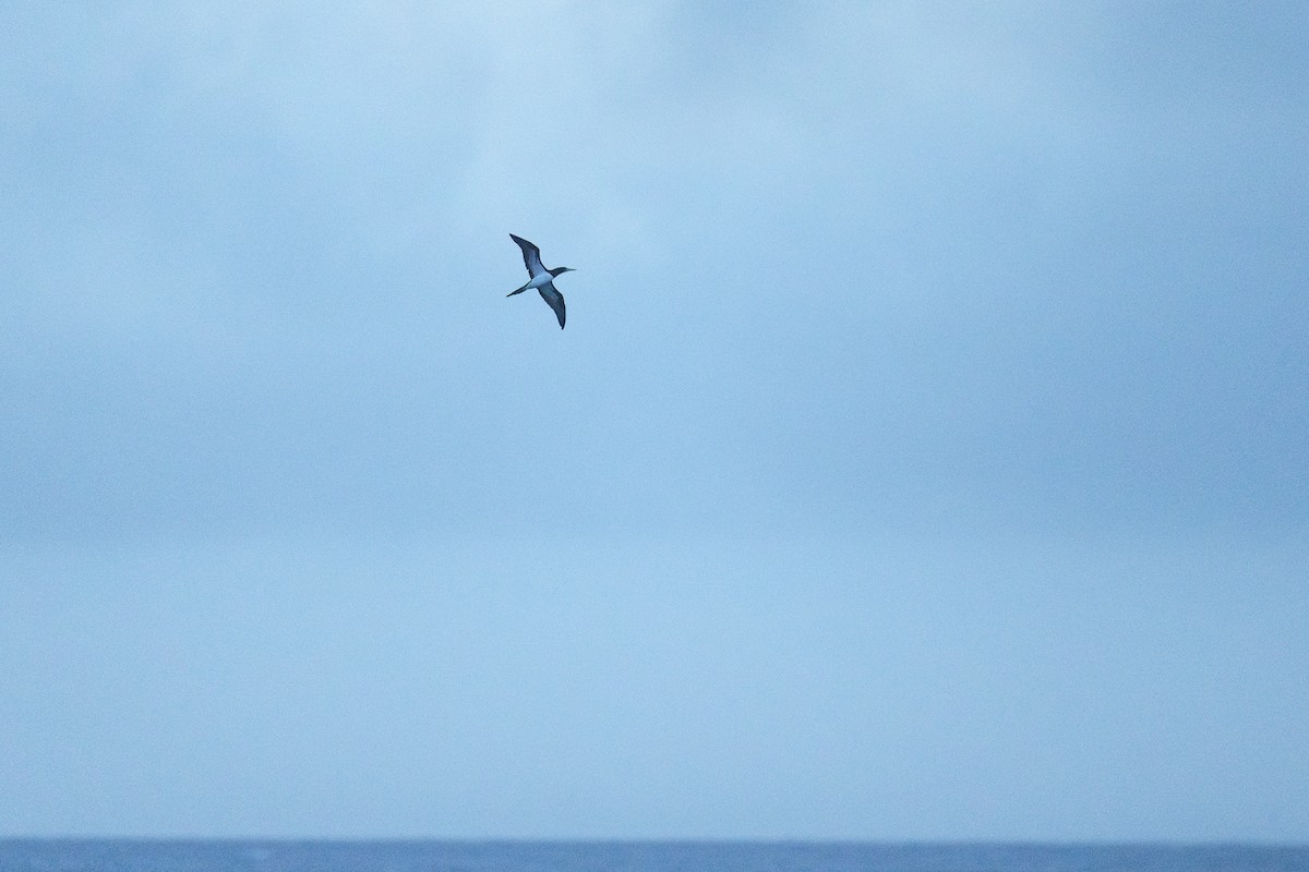 Brown Booby - ML619716458