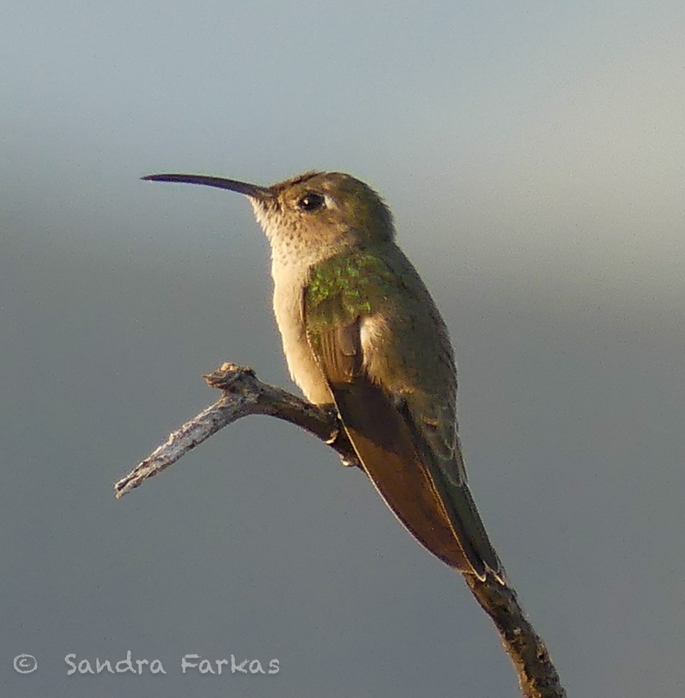 Spot-throated Hummingbird - ML619716488
