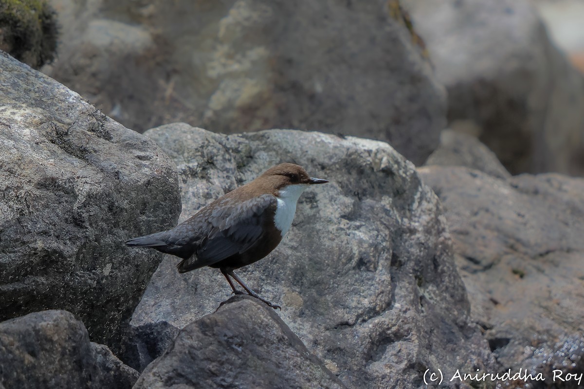 White-throated Dipper - ML619716505