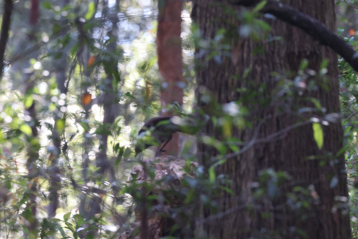 Superb Lyrebird - ML619716516