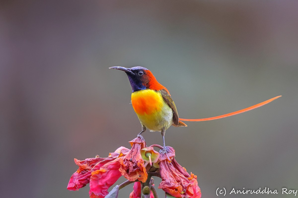 Fire-tailed Sunbird - Aniruddha  Roy