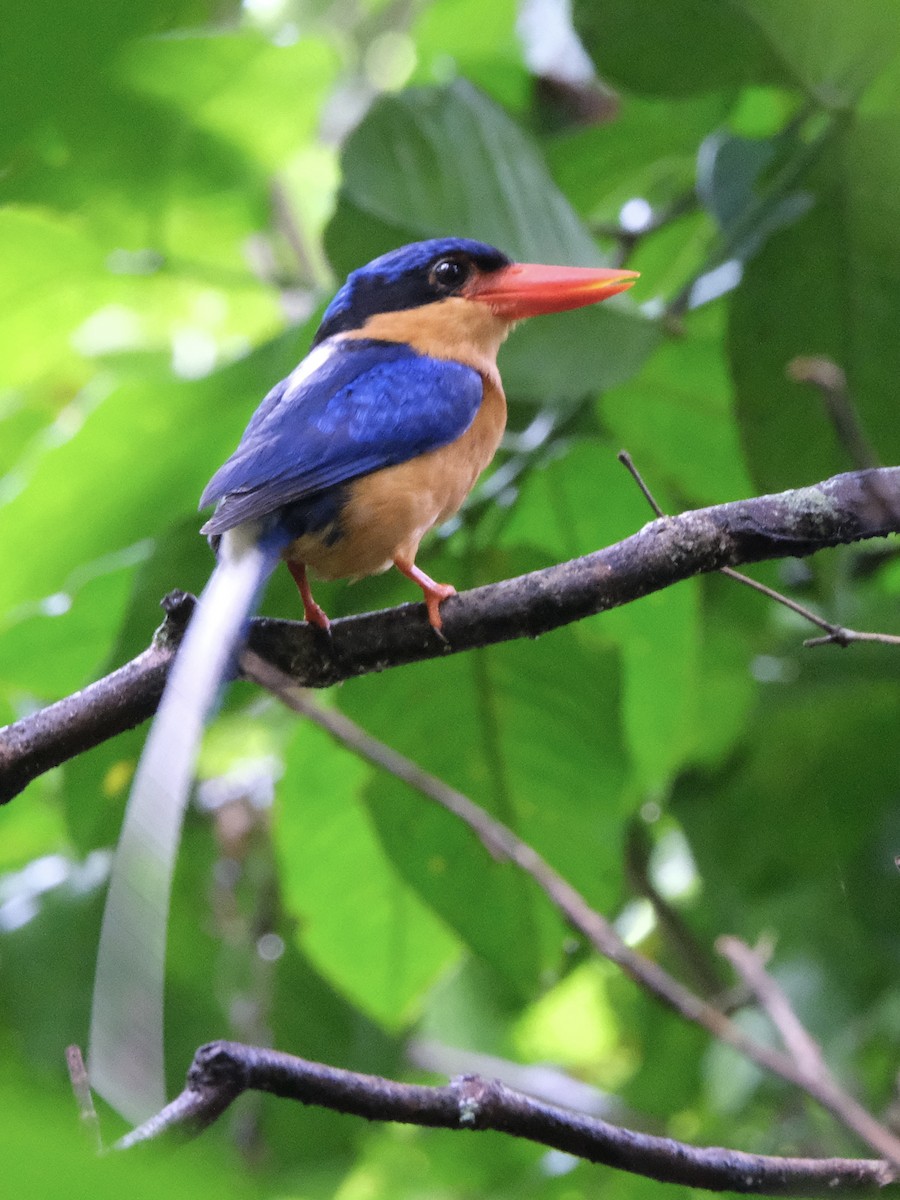 Buff-breasted Paradise-Kingfisher - ML619716531