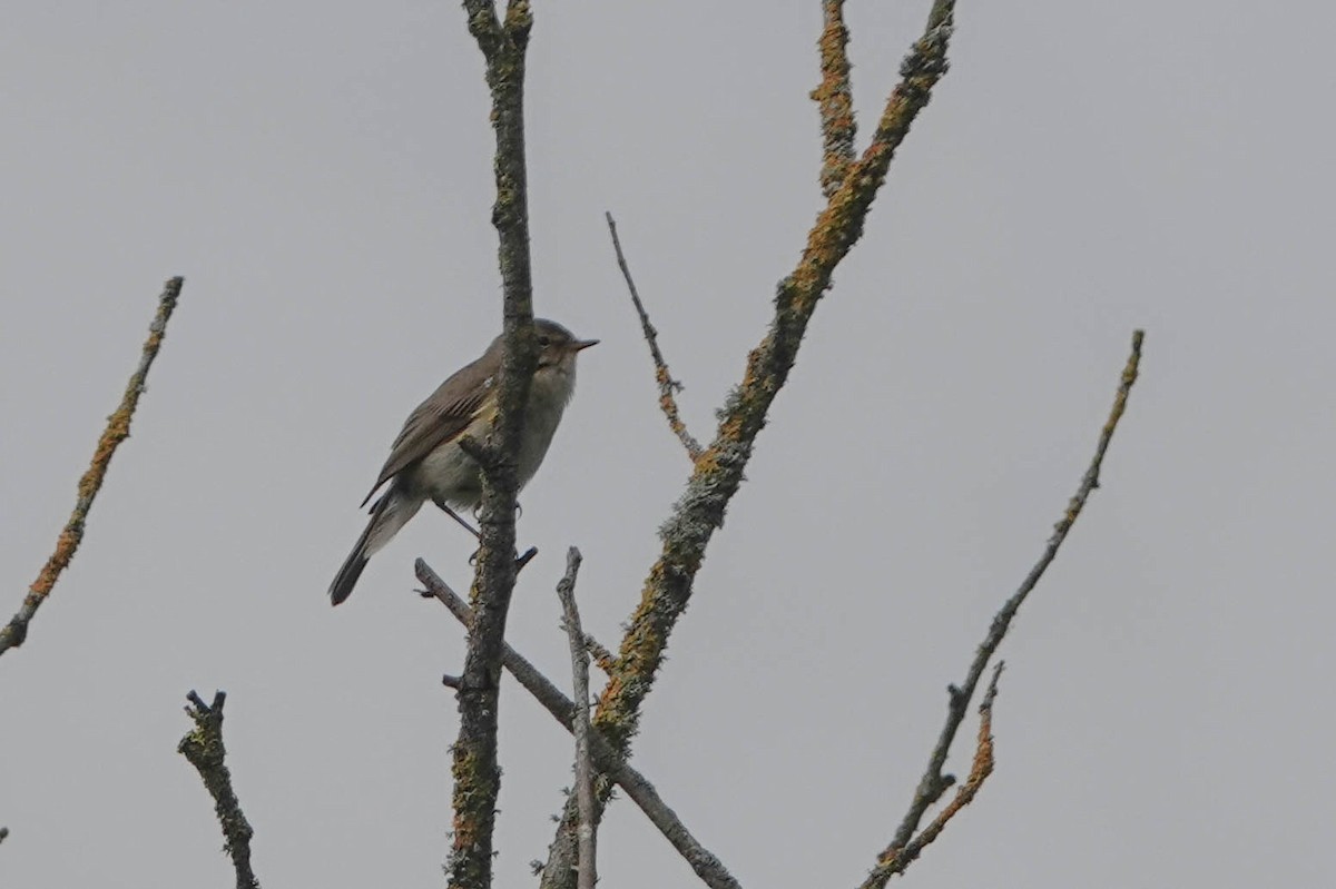 Common Chiffchaff - ML619716532