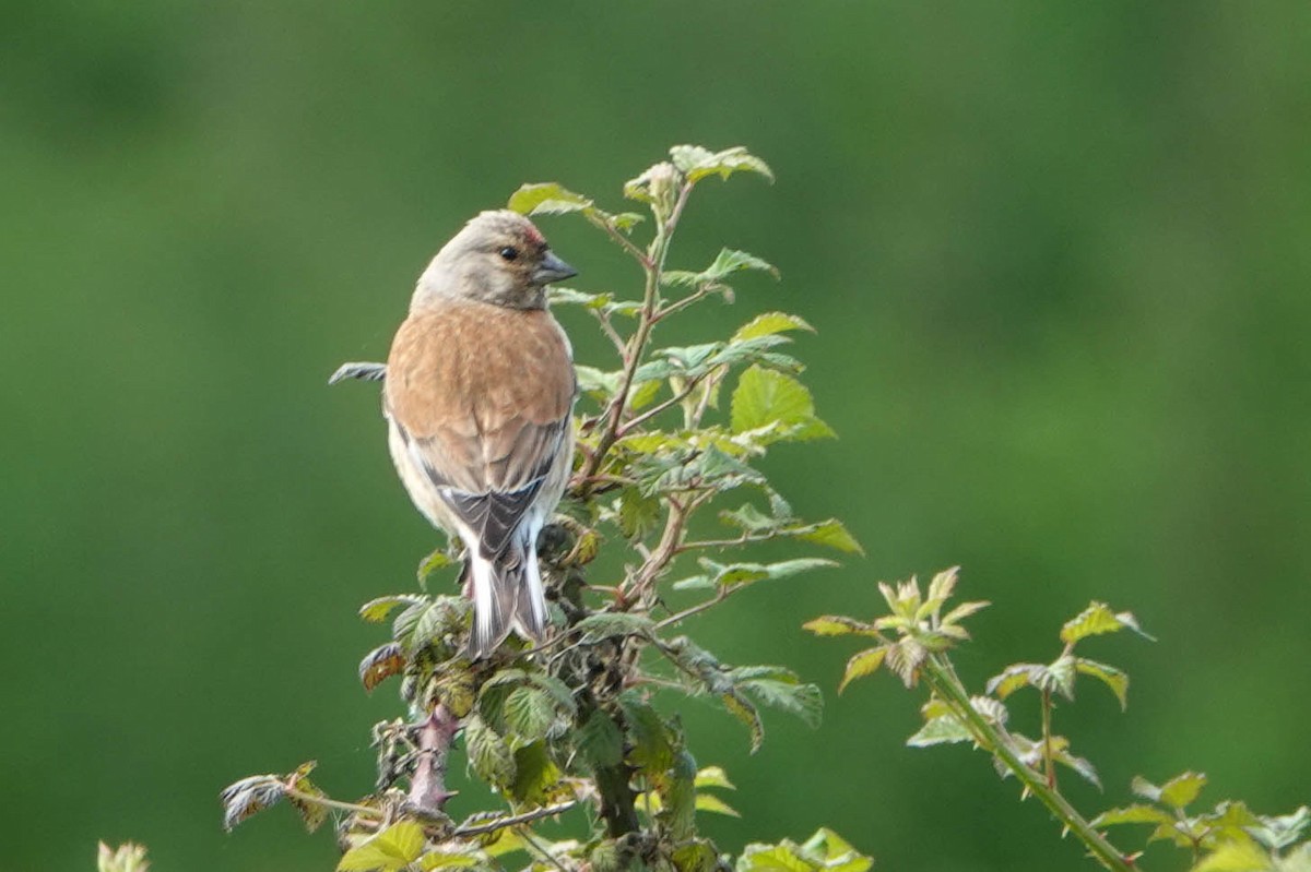 Eurasian Linnet - ML619716552