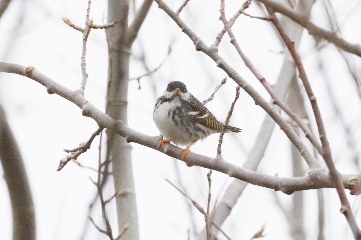 Blackpoll Warbler - ML619716553