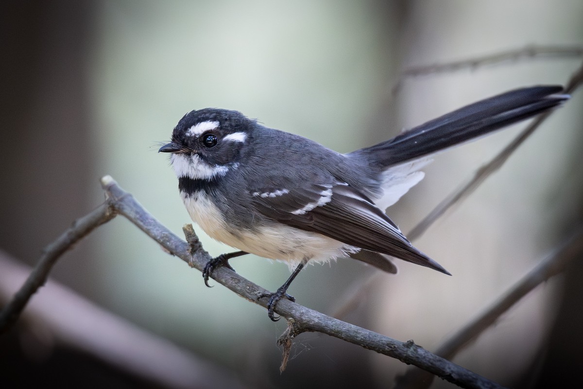 Gray Fantail (alisteri) - ML619716591