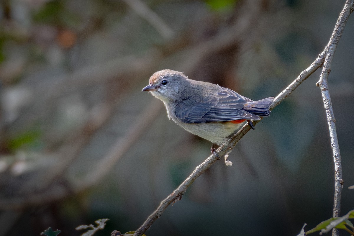 Mistletoebird - ML619716593