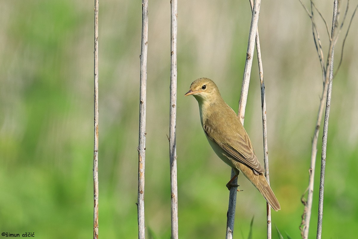 Marsh Warbler - ML619716644