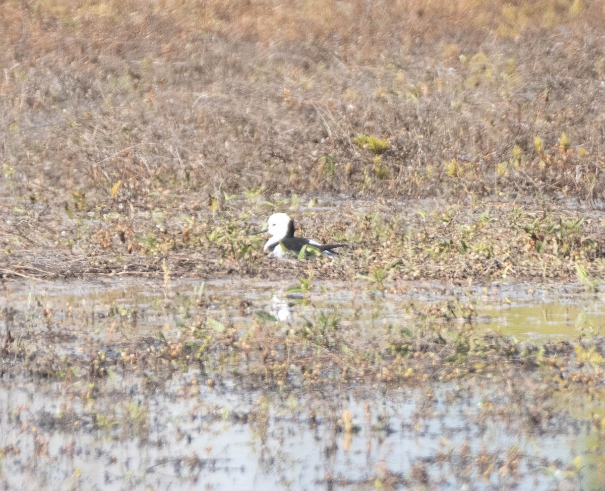 Pied Stilt - ML619716645