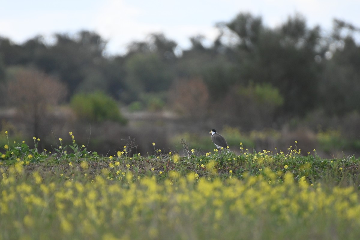 Masked Lapwing - ML619716659