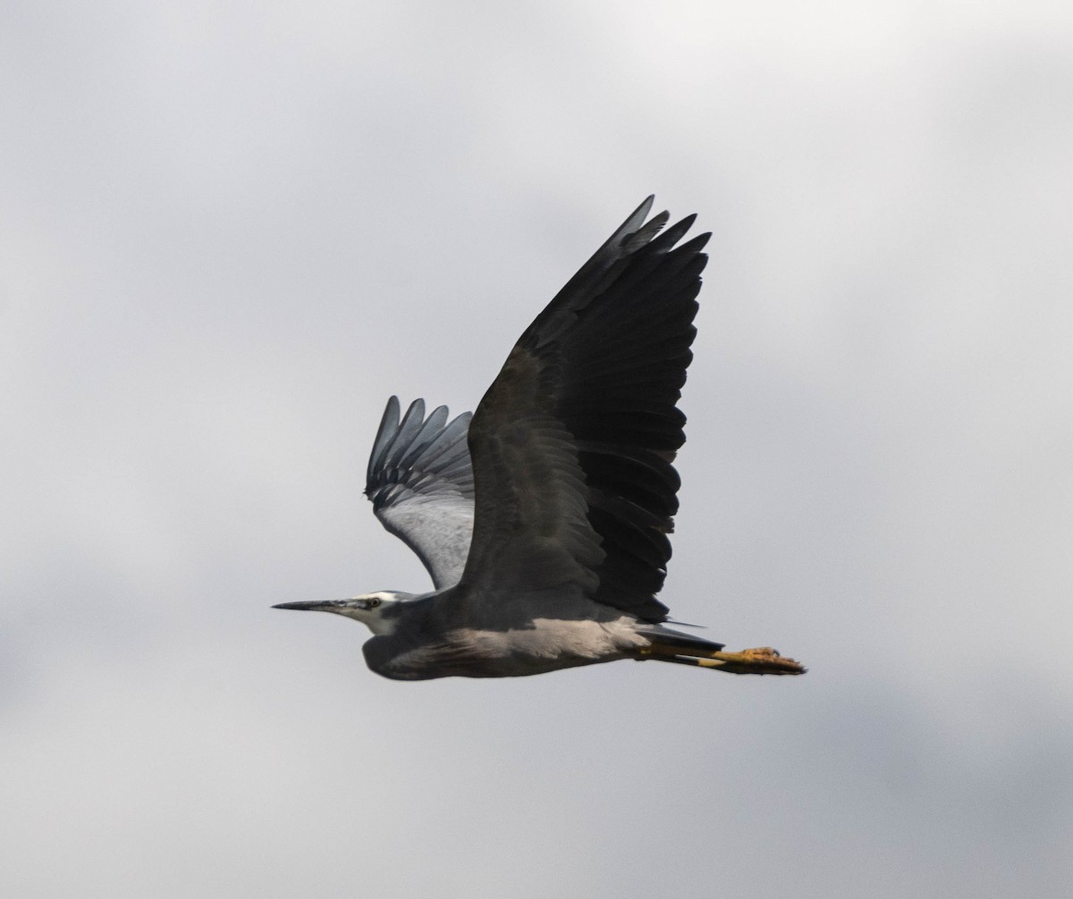 White-faced Heron - ML619716661