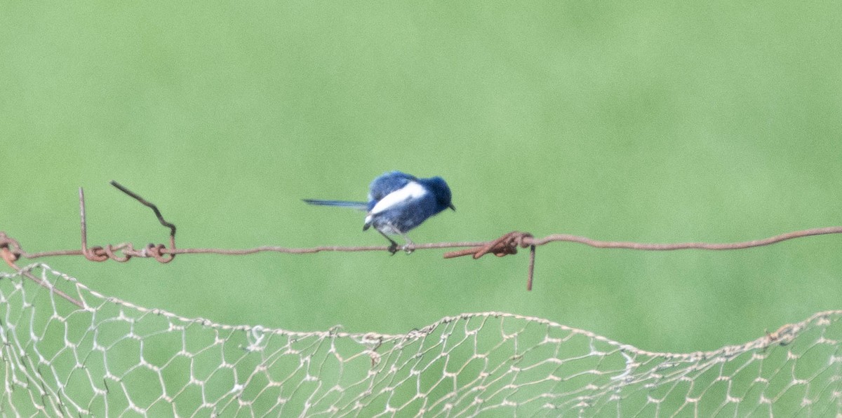 White-winged Fairywren - ML619716662