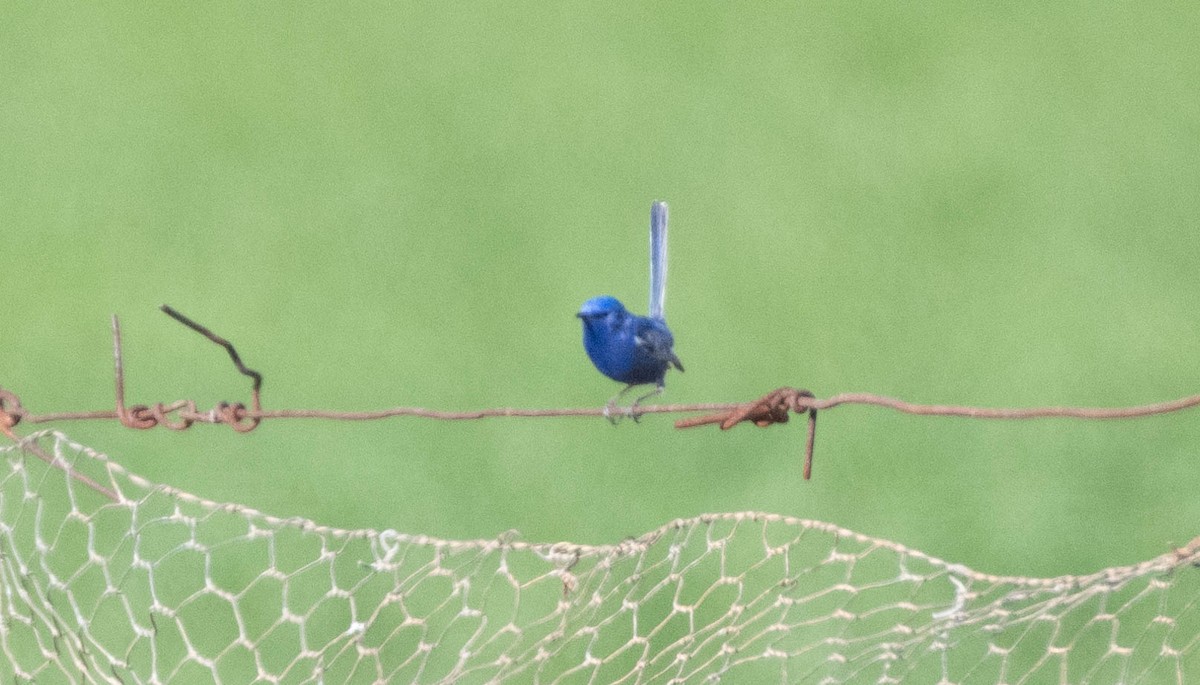 White-winged Fairywren - ML619716663