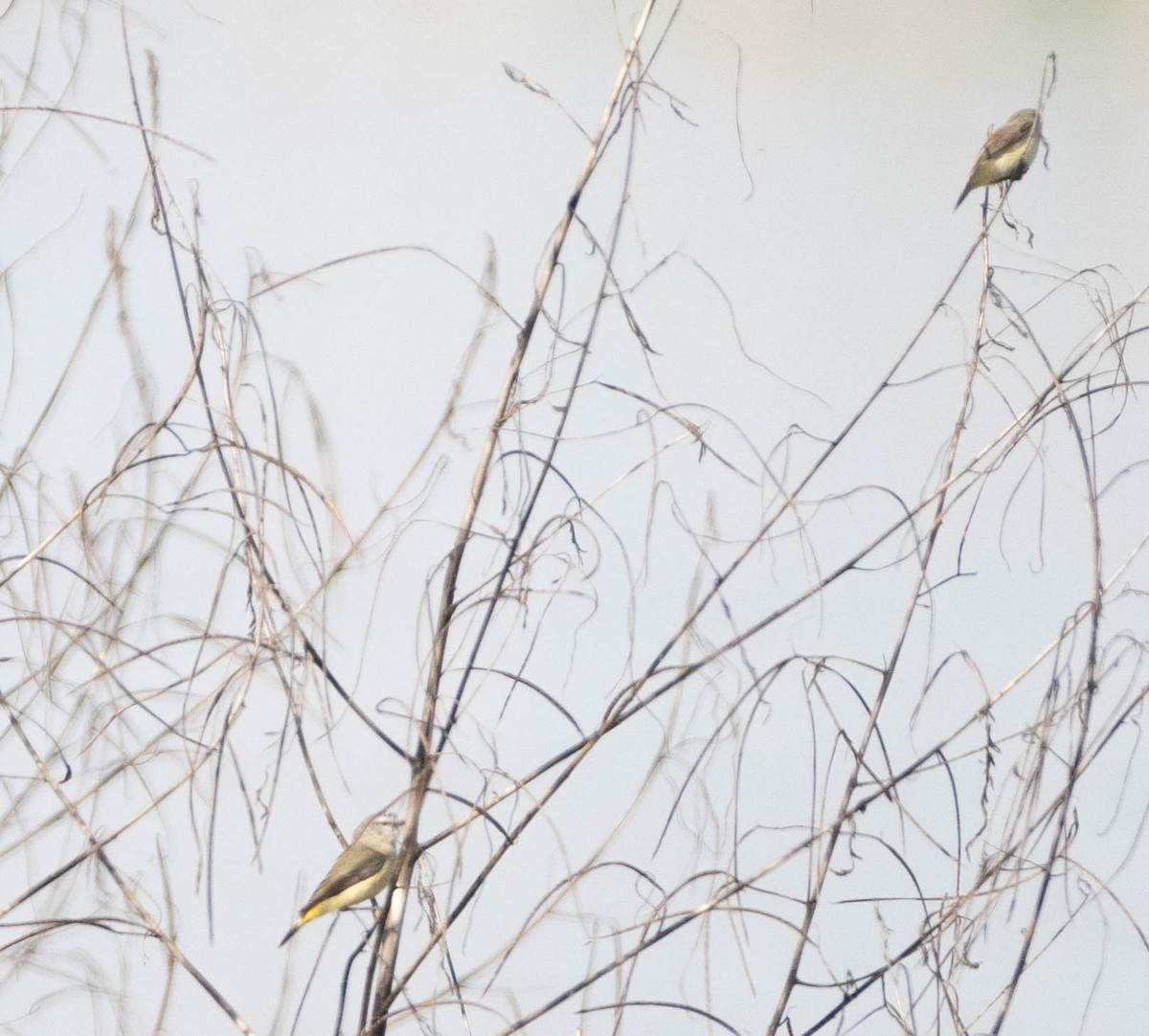 Yellow-rumped Thornbill - ML619716677