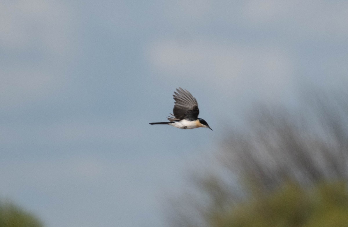 Restless Flycatcher - ML619716682