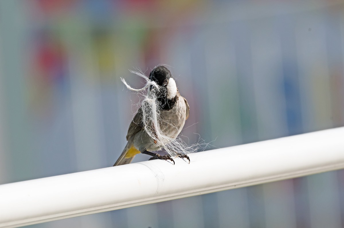 Bulbul à oreillons blancs - ML619716701