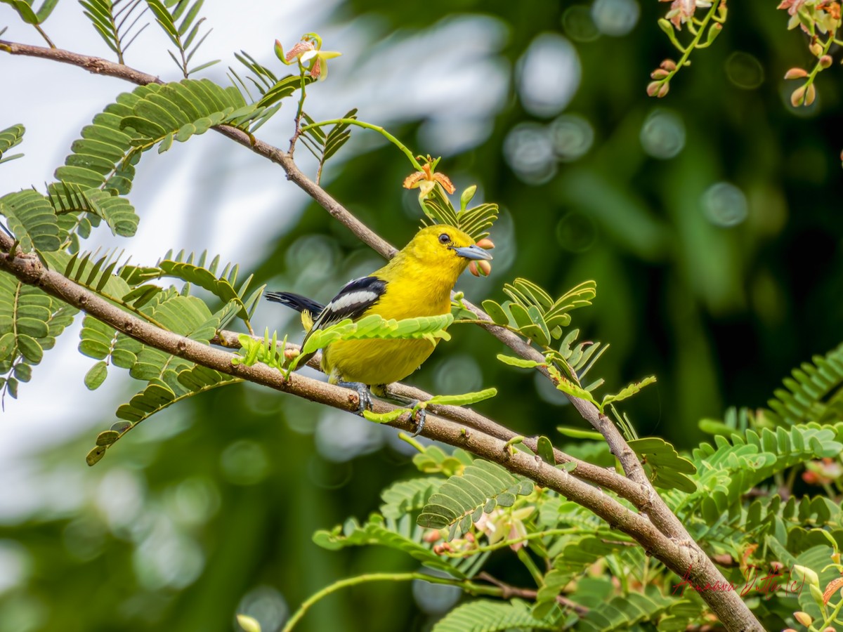 Common Iora - ML619716706