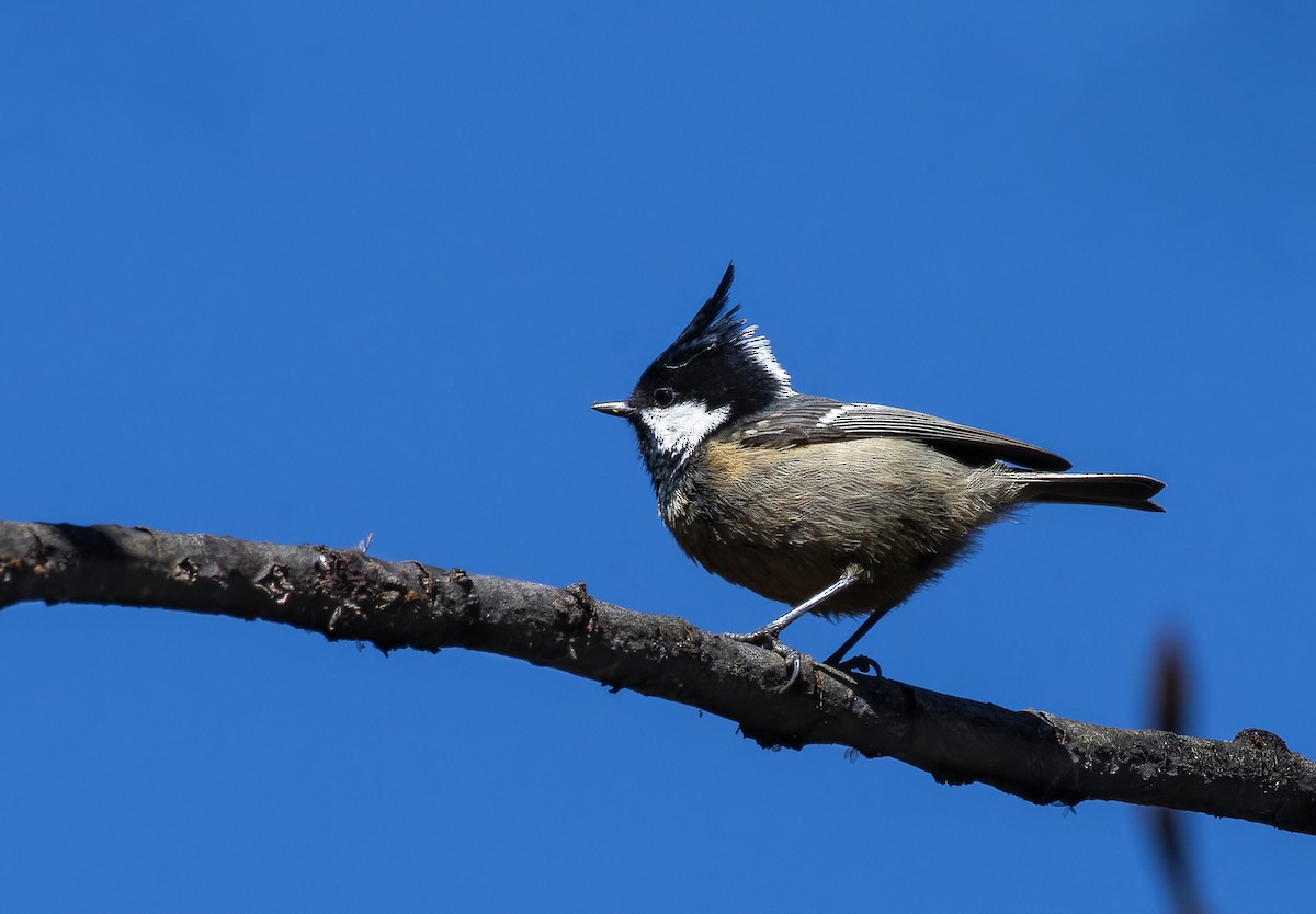 Coal Tit - ML619716714