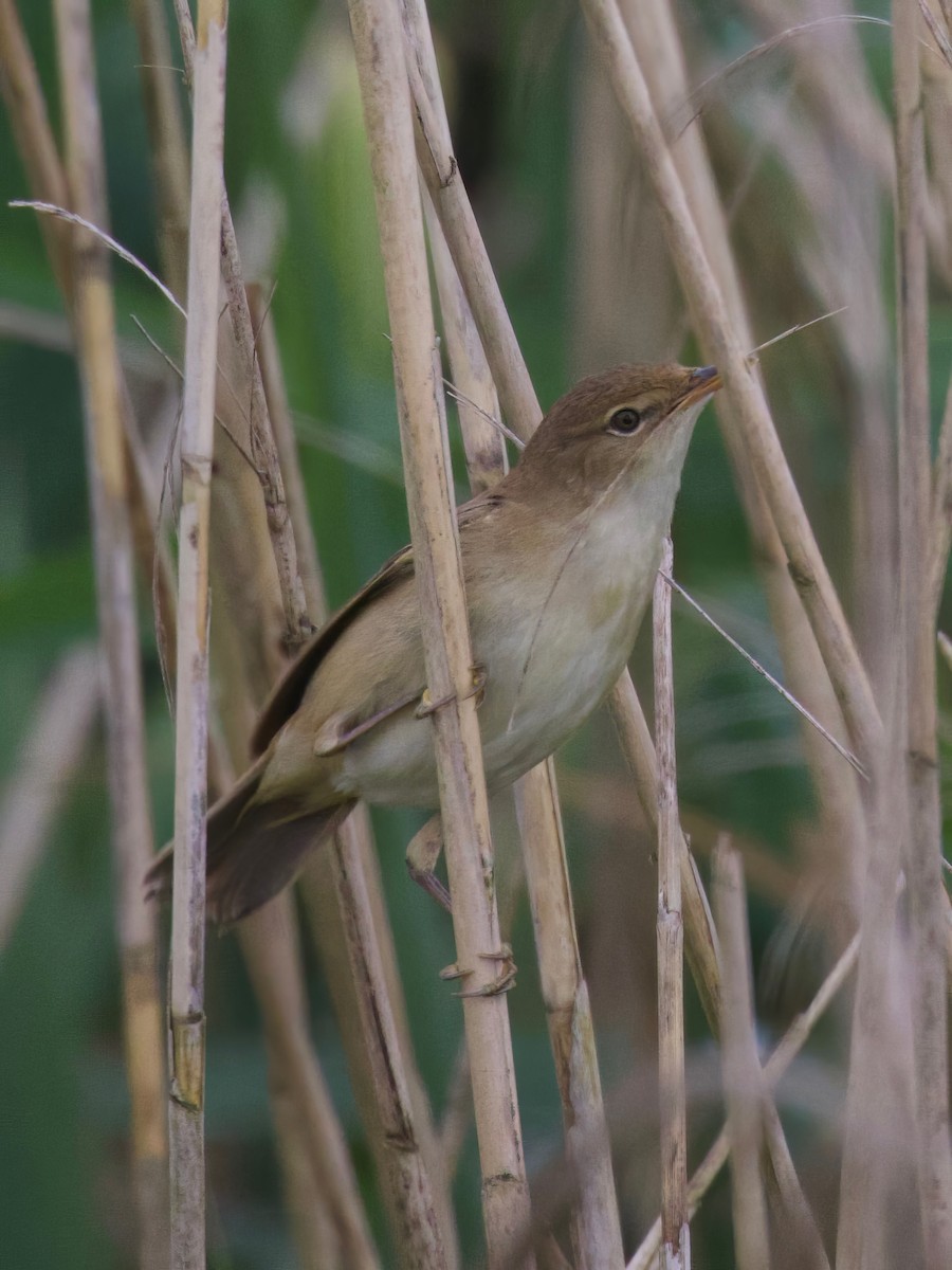 Common Reed Warbler - ML619716733