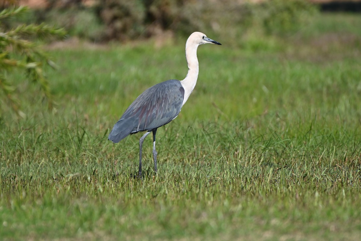 Pacific Heron - ML619716762