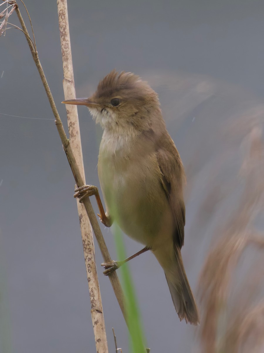 Marsh Warbler - ML619716763