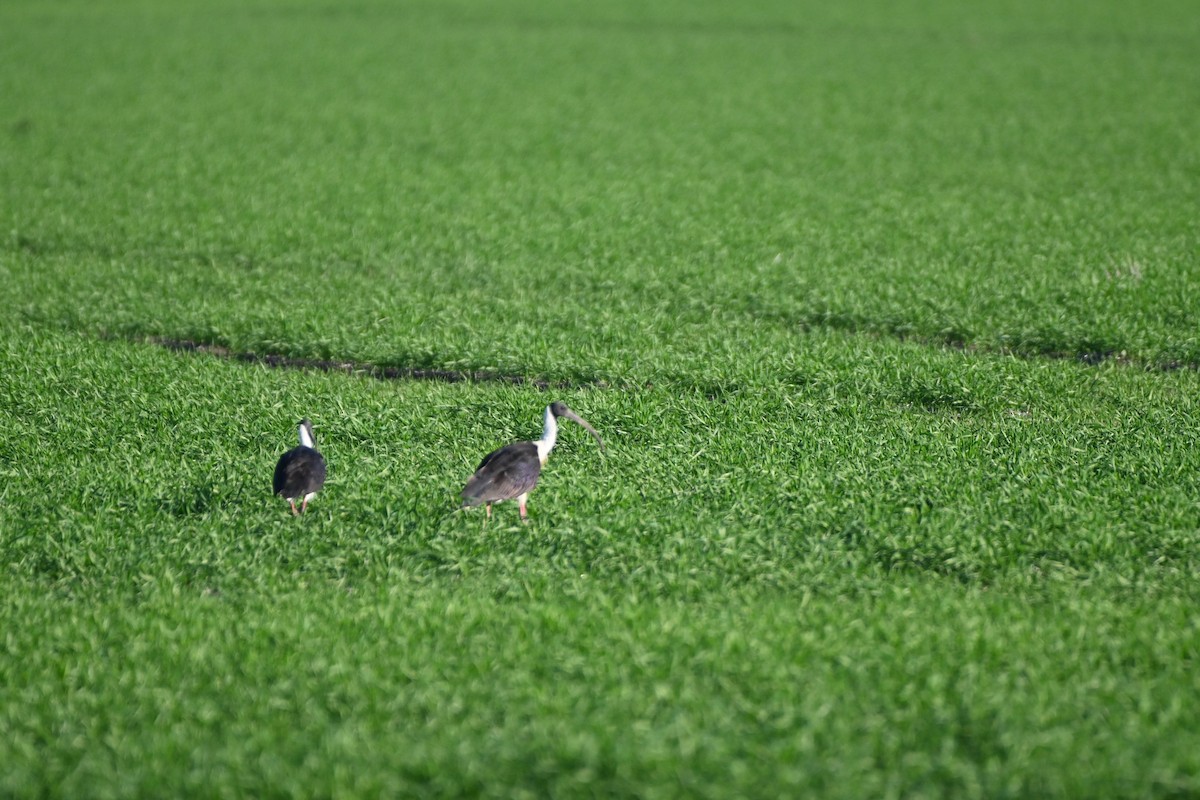 Straw-necked Ibis - ML619716786