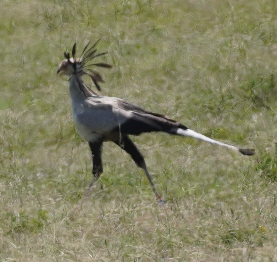 Secretarybird - ML619716796