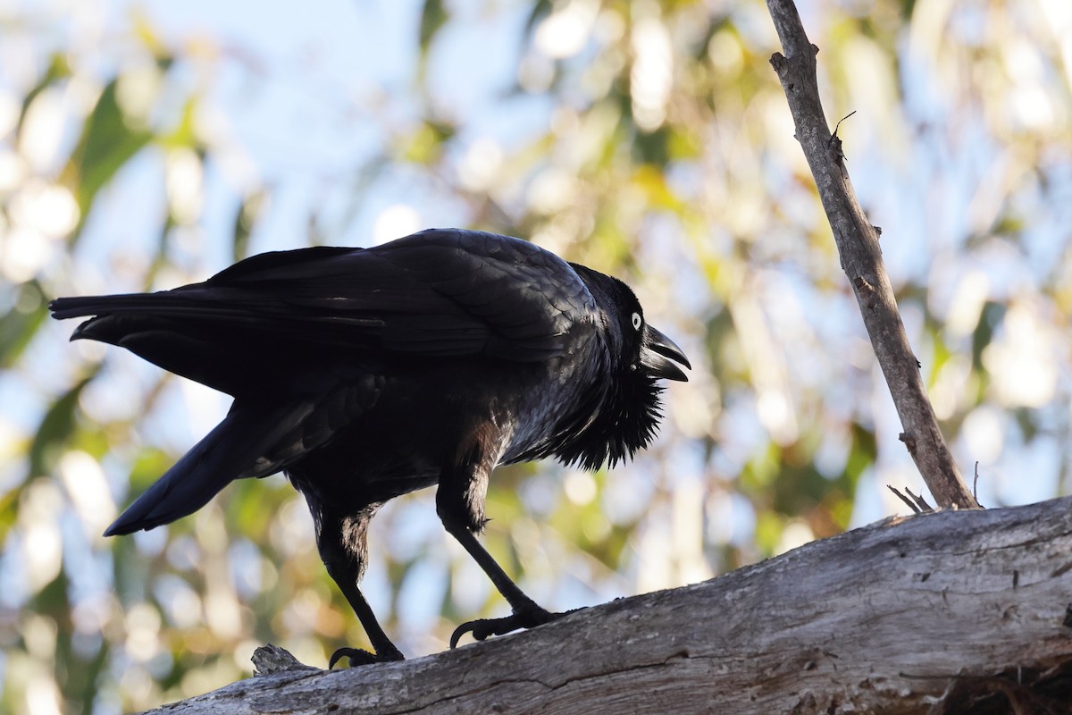 Corbeau de Tasmanie - ML619716815