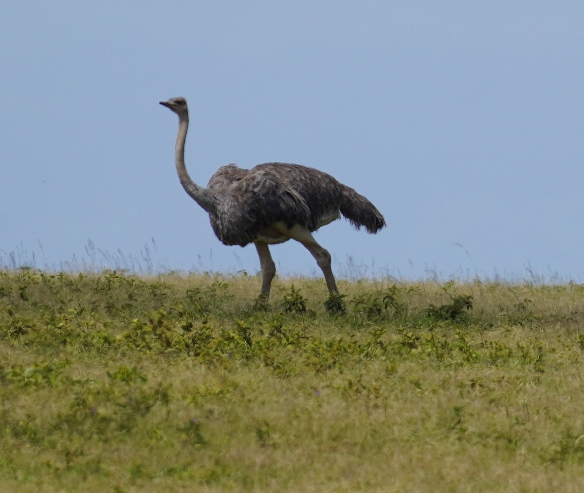 Common Ostrich - Brian Rapoza