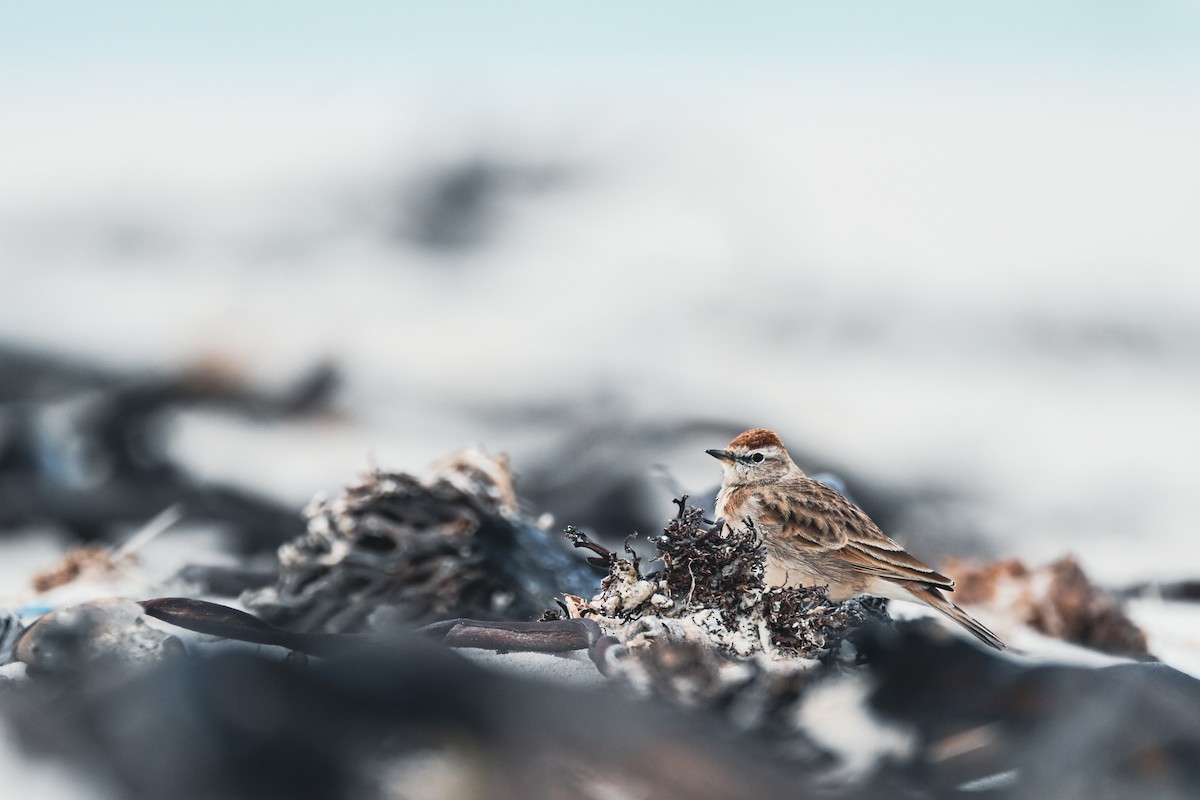 Red-capped Lark - ML619716831