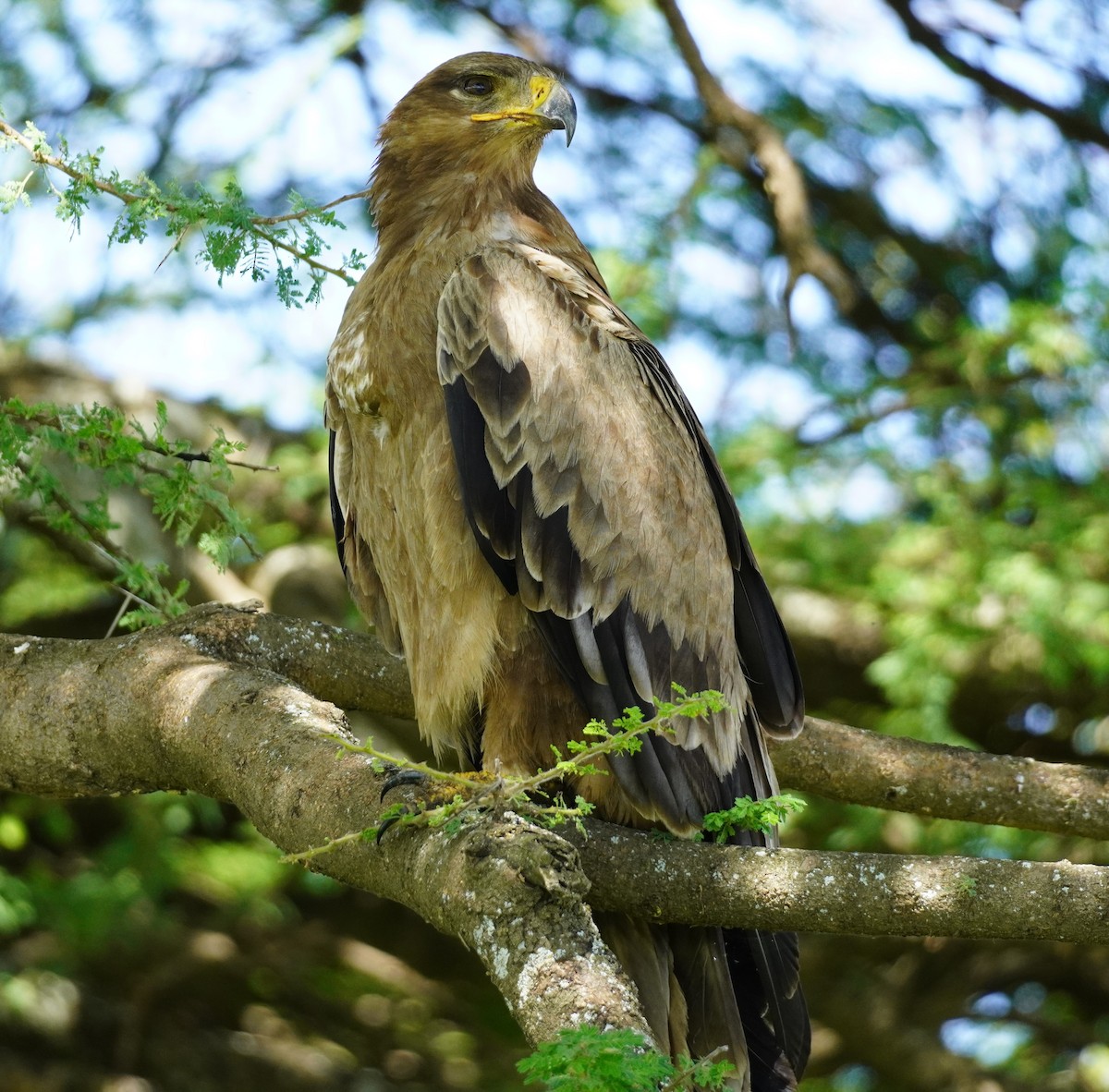 Tawny Eagle - ML619716834