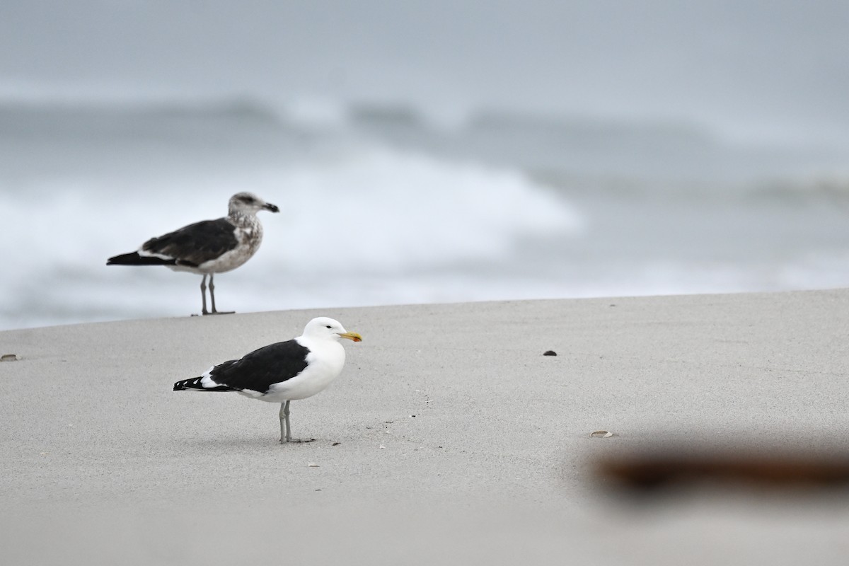 Kelp Gull (vetula) - ML619716835