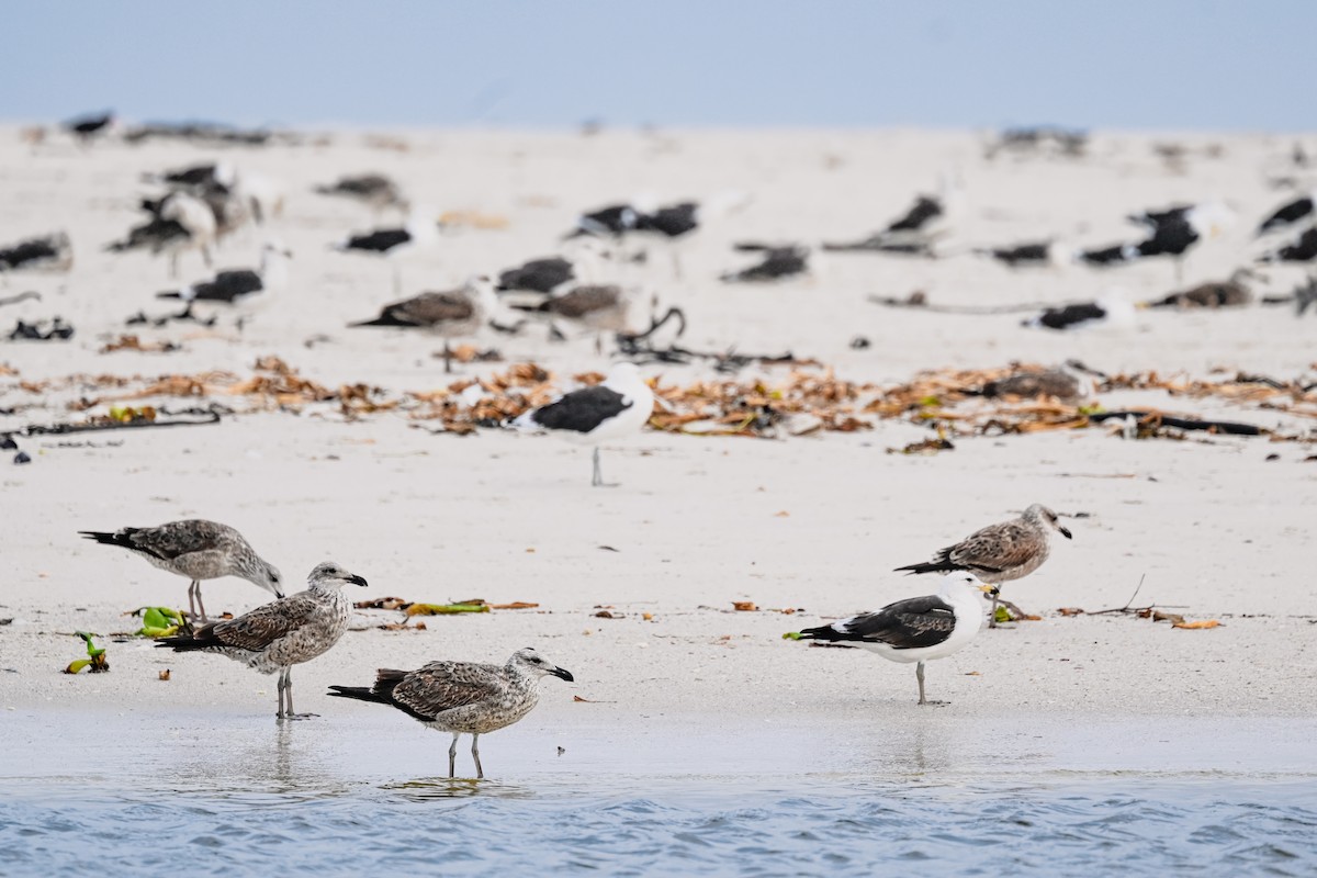 Kelp Gull (vetula) - Marcelina Poddaniec