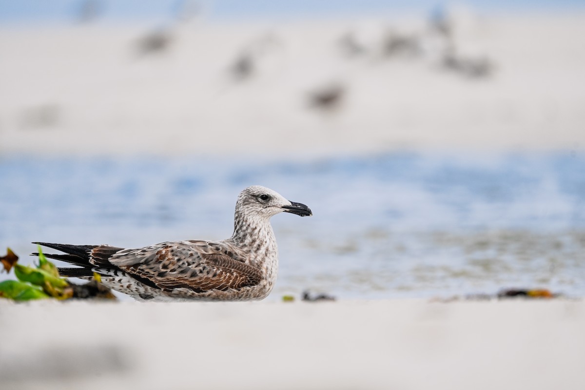 Kelp Gull (vetula) - ML619716837