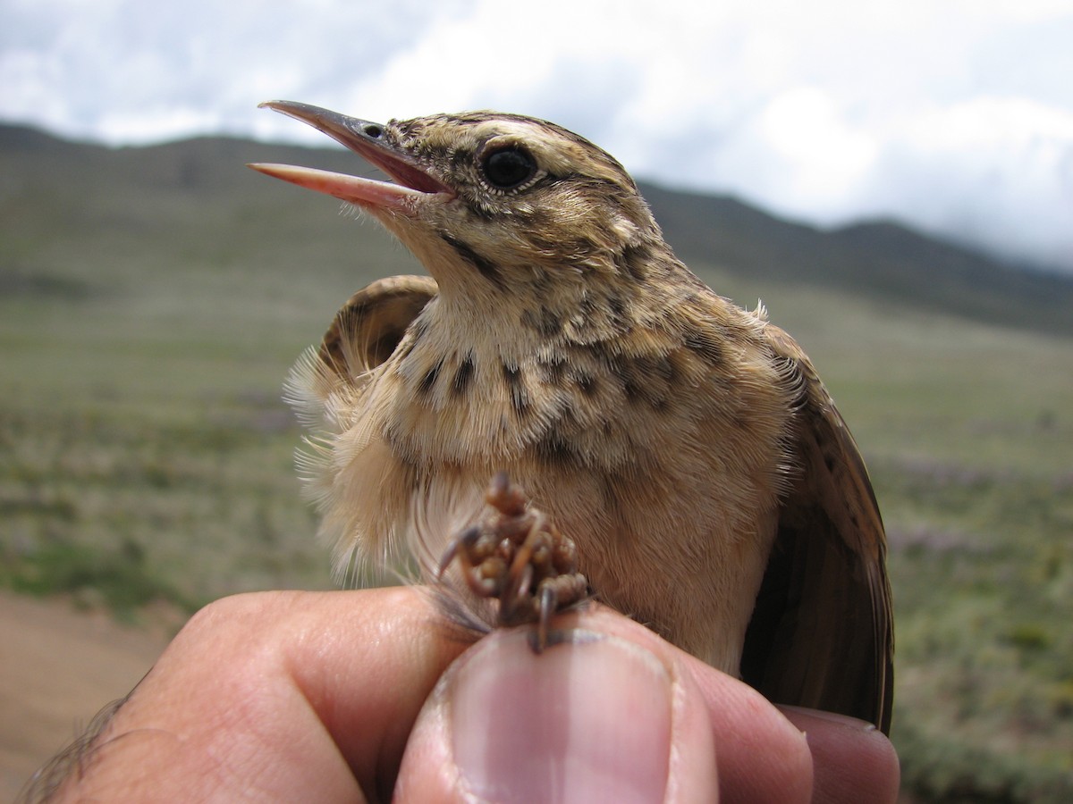 Mountain Pipit - ML619716856